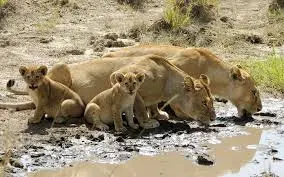 4-Days-lake-Nakuru-and-Masai-mara-safari